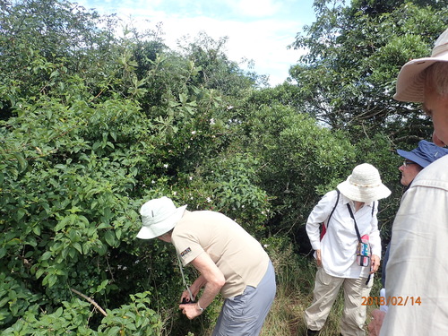 Image of Thorny Gardenia (Hyperacanthus amoenus) by no rights reserved