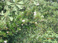 Hyperacanthus amoenus