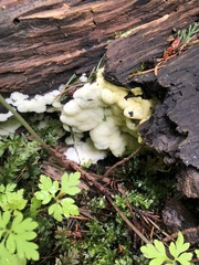Hypocreaceae