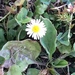 photo of Common Daisy (Bellis perennis)