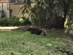 Sciurus carolinensis