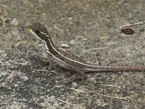 Brown Basilisk