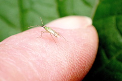 Nesidiocoris tenuis