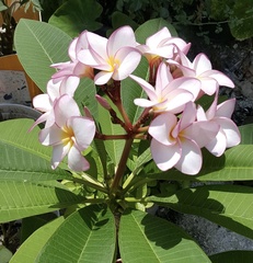 Plumeria rubra