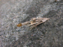 Canephora hirsuta