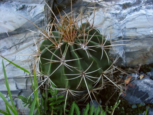 Emory's barrel cactus