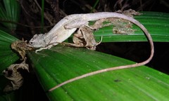 Anolis lemurinus