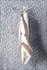 Orthiastis hyperocha