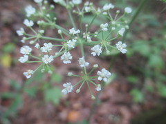 Angelica venenosa