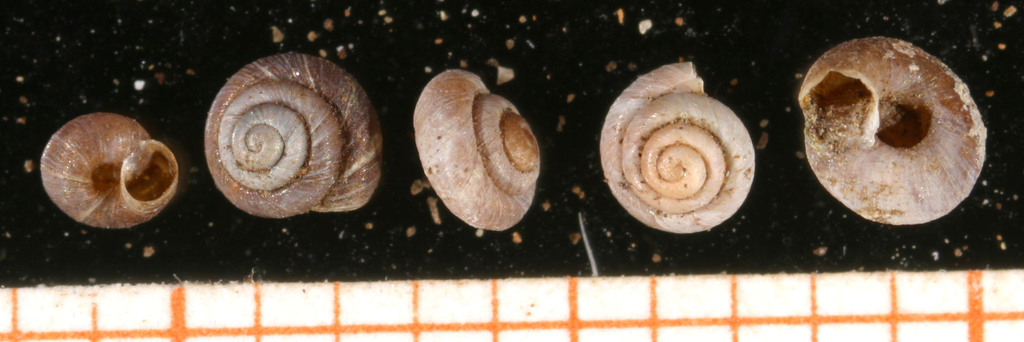 Pyramidulidae