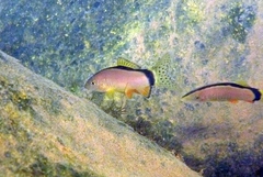 Yasuhikotakia morleti