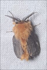 Lomera xanthochrysa