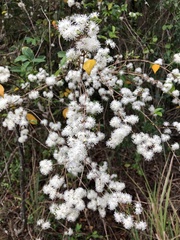Eugenia biflora