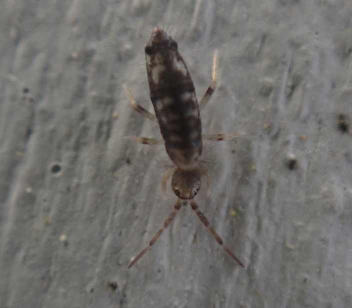 Seira bipunctata