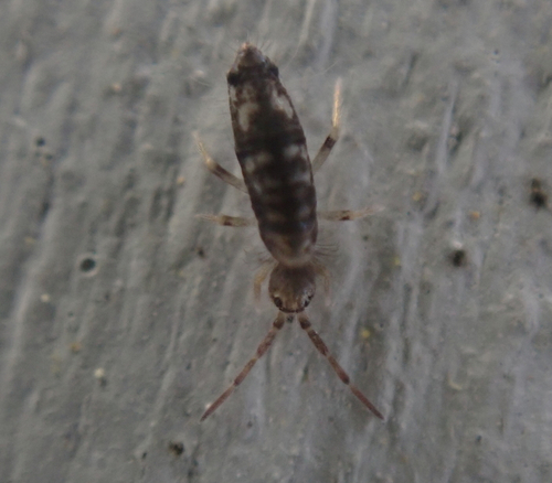 Seira bipunctata