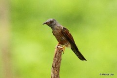 Cacomantis merulinus