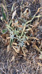Eryngium aristulatum