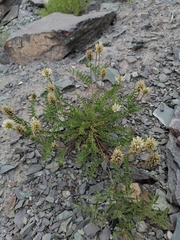 Astragalus inopinatus