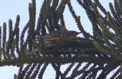 Setophaga coronata auduboni