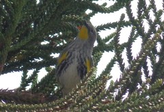 Setophaga coronata auduboni