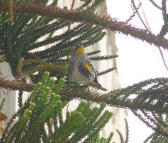 Setophaga coronata auduboni