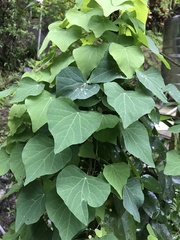 Stephania cephalantha