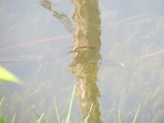 Poecilia mexicana