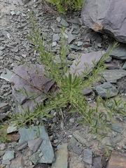 Dracocephalum peregrinum