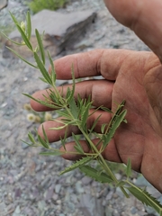 Dracocephalum peregrinum