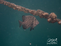 Oplegnathus punctatus