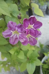 Asystasia gangetica