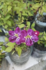 Asystasia gangetica