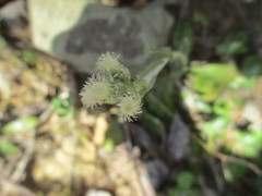 Antennaria plantaginifolia
