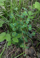 Euphorbia jenisseiensis