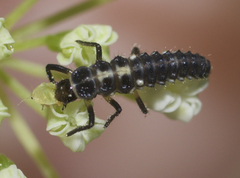 Propylea quatuordecimpunctata