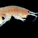 Gammarus lecroyae - Photo (c) Andrew Cannizzaro, some rights reserved (CC BY), uploaded by Andrew Cannizzaro