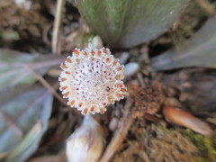 Antennaria solitaria