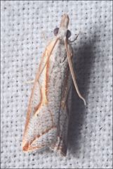 Arotrophora arcuatalis