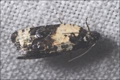 Asthenoptycha iriodes