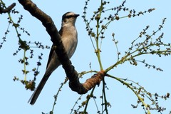 Pericrocotus cantonensis