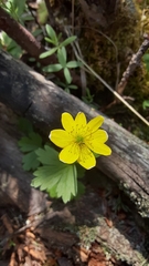 Anemonastrum richardsonii