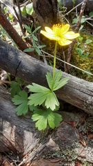 Anemonastrum richardsonii, photograph lauralaska66, CC BY, iNaturalist via GBIF