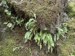 Polypodium hesperium