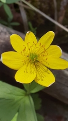 Anemonastrum richardsonii, photograph lauralaska66, CC BY, iNaturalist via GBIF