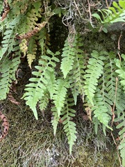 Polypodium hesperium