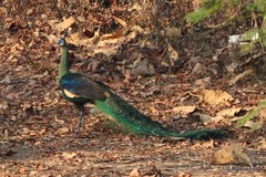 Pavo muticus