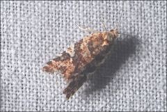 Epitymbia isoscelana