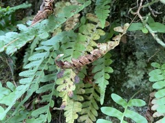 Polypodium hesperium