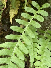 Polypodium hesperium