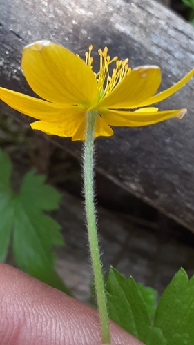 Anemonastrum richardsonii, photograph 3